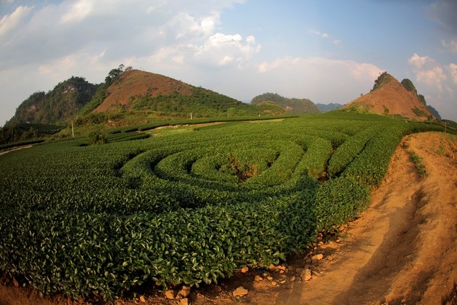 Moc Chau in winter - ảnh 5